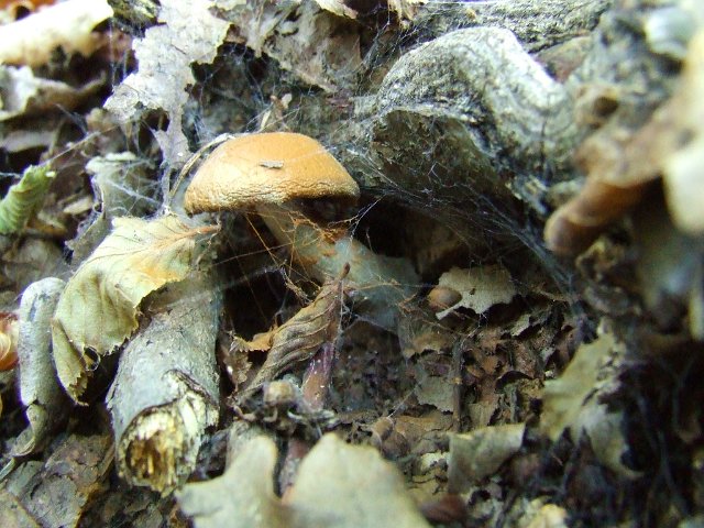 Sentiero funghi (8)